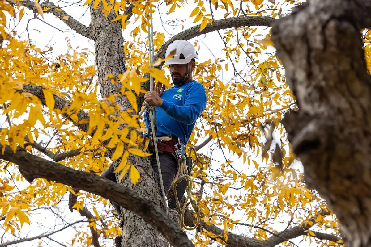 Skilled Tree Trimming crew working in Satsuma