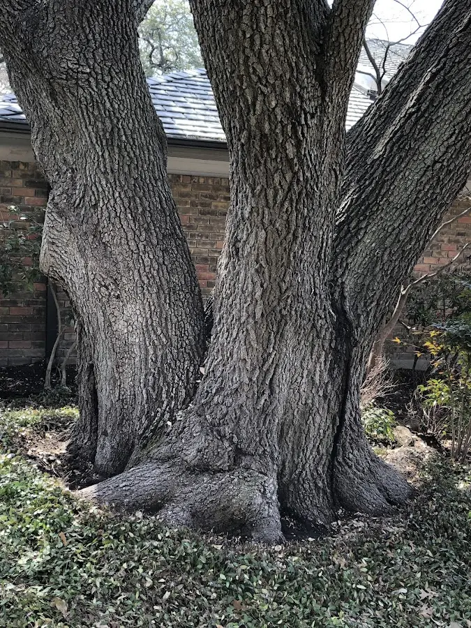 Mature heritage tree close to a Satsuma property cared for by certified arborists